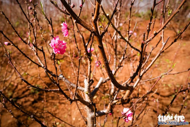 Vườn hoa đào Bắc đua sắc trên cao nguyên Pleiku - Ảnh 6.