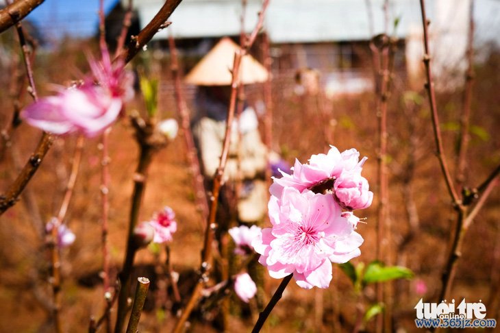 Lạ kỳ vườn đào Bắc đua sắc hồng trên cao nguyên Pleiku - Ảnh 1.