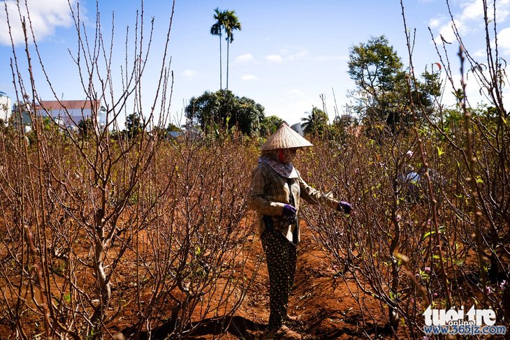 Vườn hoa đào Bắc đua sắc trên cao nguyên Pleiku - Ảnh 4.