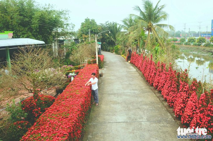 Hàng rào bông trang khoe sắc đón Tết - Ảnh 1.